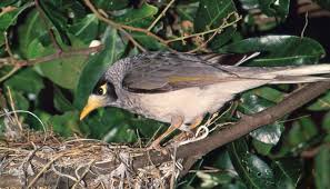 Maybe you would like to learn more about one of these? Noisy Miner The Australian Museum