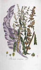 Image result for Rumex crispus