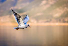 We did not find results for: Birds Never Go Deaf But Why Do Humans Scope