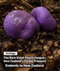 Image result for Ozoroa viridis