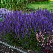 It has purple flowers with yellow stamens. Salvia Plants Growing Caring For Ornamental Sages Garden Design