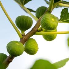 Thetreecenter.com has been visited by 10k+ users in the past month Fig Plant Sapling Anak Pokok Tin Mix Variety Super Red Hybrid Super Jumbo Brown Turkey Boh Ji Hong Brunswick Shopee Malaysia