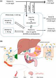 Antiviral Properties Of Copper And Its Alloys To Inactivate Covid 19 Virus A Review Springerlink