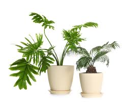 Hello and welcome to my channel💝. Pot With Philodendron Selloum Plant Isolated Home Decor Stock Photo Image Of Color House 164385972