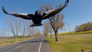 Apr 08, 2015 · the magpie is a persistent, noisy and conspicuous predator, he says. Survival Guide Magpie Swooping Season Csiroscope