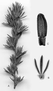 Image result for Cliffortia