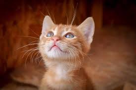 This is taking into consideration their health and environmental status. 8 Fun Facts About Ginger Tabby Cats Cole Marmalade