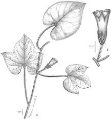 Image result for Ipomoea involucrata
