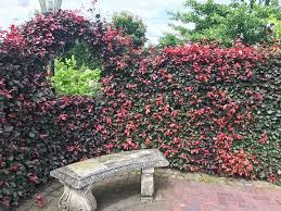 Blutbuche Fagus Sylvatica Purpurea Gunstig Online Kaufen Pflegetipps Garten Bepflanzen Pflanzen Baume Pflanzen