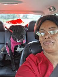 Staffie versus terrier breeds