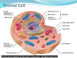 Check spelling or type a new query. Cells