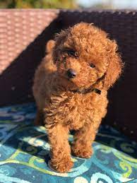 Red Head Heaven Poodles Toy Poodle Breeders In Southern California Toy Poodle Puppies Miniature Poodle Puppy Poodle Puppy