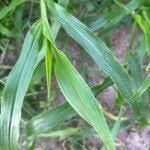 Image result for Urochloa serrata