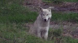 We did not find results for: A Baby Arctic Wolf Stock Video Pond5