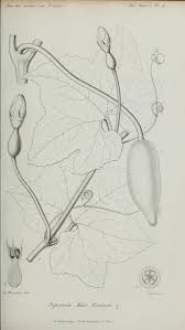 Image result for Peponium