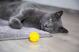 These cats are known to be highly intelligent and playful but tend to be timid around strangers. 20 Russian Blue Cat Facts Petventuresbook