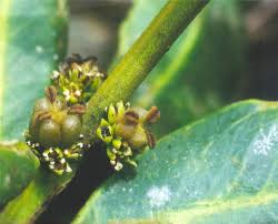 Image result for Buxus acutata