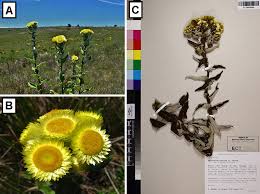 Image result for Helichrysum mechowianum