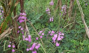 Image result for Striga chrysantha