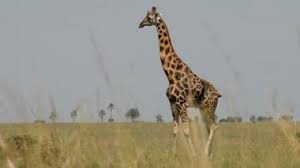 Image result for giraffe royalty free