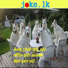 Maybe you would like to learn more about one of these? 100 Jokes In Sinhala Ideas Jokes Jokes Photos Jokes Quotes