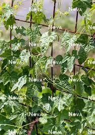 Image result for Zehneria scabra