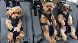 Shop latest dog car restraints online from our range of home & garden at au.dhgate.com, free and fast delivery to australia. One Of The Safest Dog Car Seat Harnesses In The World Youtube