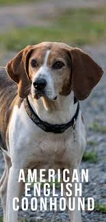 The english coonhound, also referred to as the american english coonhound (by the american kennel club only) or the redtick coonhound, is a breed of coonhound that originated in and is typically bred in the southern united states. American English Coonhound Dog Breed Information Center