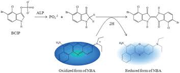 This reduces the risk of market timing and can potentially lower your. Ultrasensitive Surface Enhanced Raman Scattering Detection Of Alkaline Phosphatase Analytical Methods Rsc Publishing