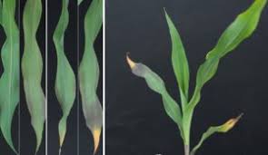 Unlike other plant nutrients, phosphorus does not leach in the soil. Major Functions Of Phosphorus In Plants Willagri Comprendre Les Enjeux De L Agriculture