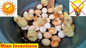 What are the requirements for incubating eggs at home? How To Hatch Eggs At Home Without Incubator 100 Hatch Eggs At Home Without Electricity Youtube