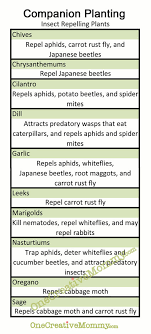 We have bees, butterflies and hummingbirds among other pollinators to thank for helping bring our fruits and vegetables into existence. Gardening For Dummies Companion Planting Free Printable Onecreativemommy Com