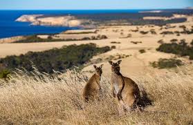 Discover kangaroo island places to stay and things to do for your next trip. Kangaroo Island Information Exceptional Kangaroo Island