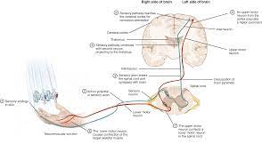 12 3 The Function Of Nervous Tissue Anatomy Physiology Morton neuroma is not a true nerve tumor, but an entrapment neuropathy of the common digital nerve with perineural and epineural fibrosis, that is typically characterized by forefoot pain1,2,3. 12 3 the function of nervous tissue