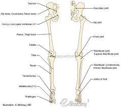 At the distal end of the femur, two rounded condyles meet the tibia and fibula bones of the lower leg to form the knee joint. 16 Bones In The Leg Ideas Anatomy Leg Anatomy Leg Bones