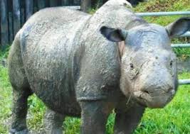 تمارين على الصفات فى اللغة الفرنسية. ÙˆØ­ÙŠØ¯ Ø§Ù„Ù‚Ø±Ù†