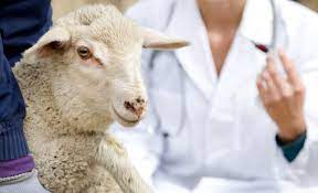 Common Diseases Of Dairy Goats And Sheep Alabama Cooperative Extension System