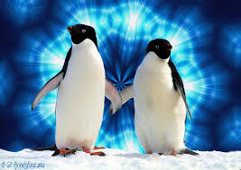 Perfect Penguins Penguins