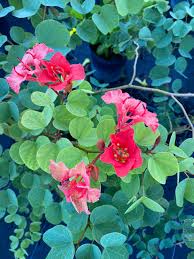 Image result for Bauhinia galpinii