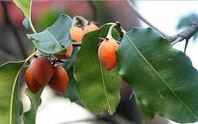 Mudas Frutíferas (Nativas e Exóticas) - Frutabella