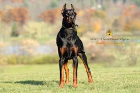 To date we will have available. Kevlar Dobermans European Champion Bloodlines Doberman Puppies For Sale