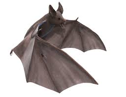 Download Bat Png Images Background Png Free Png Images Bat Png Forest Bat illustration, bat free content, bat, mammal, animals png. download bat png images background png