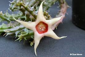 Image result for Huernia verekeri