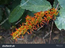 Image result for Combretum paniculatum