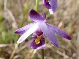 Image result for Eulophia hians