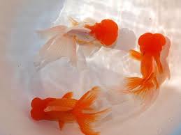 大森町水族館 美しい魚 金魚 芸術写真