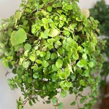 Image result for Plectranthus verticillatus