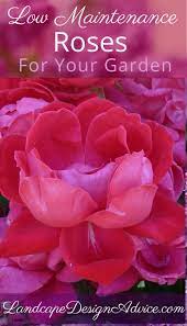 The easiest roses to grow are disease resistant and produce an abundance of flowers throughout the summer and into fall. Easy To Grow Roses Shrub Roses