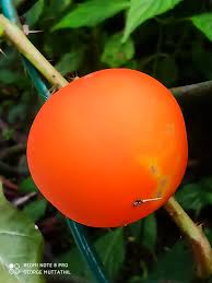 Image result for Solanum capsicoides