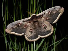 Le grand paon de nuit (saturnia pyri) est une espèce de lépidoptères de la famille des saturniidae. Saturnia Pyri Le Grand Paon De Nuit Papillon De Nuit Tatouage Papillon Papillon Nocturne